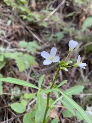 Cardamine