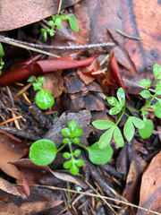 Nemophila parviflora