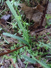 Galium leptogonium