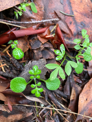 Nemophila parviflora