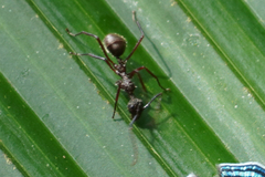 Dolichoderus attelaboides
