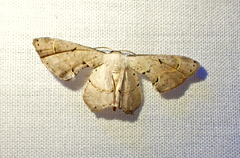 Phazaca stolida