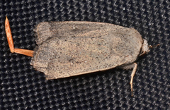 Proteuxoa leptochroa