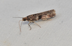 Ephestiopsis oenobarella