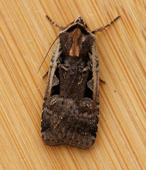 Parabagrotis exsertistigma