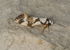 Machetis aphrobola