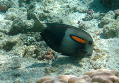 Acanthurus olivaceus
