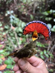 Onychorhynchus coronatus