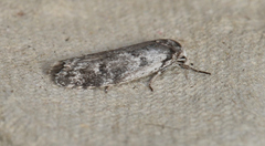 Lichenaula onychodes