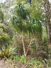 Dracophyllum elegantissimum