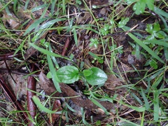 Hackelia latifolia
