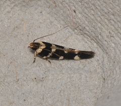 Macrobathra baliomitra