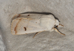 Proteuxoa cyanoloma