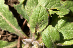 Erigeron pulchellus