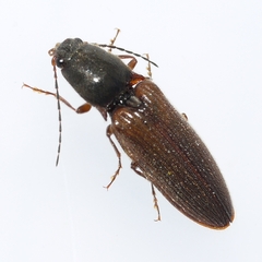 Hemicrepidius decoloratus