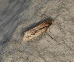 Leptocroca sanguinolenta