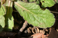 Erigeron pulchellus
