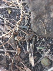 Centruroides limpidus