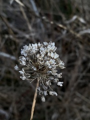 Allium cernuum
