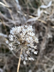 Allium cernuum
