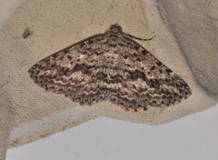 Psilosticha mactaria