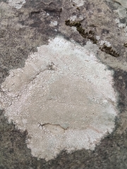Pertusaria plittiana