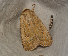 Proteuxoa