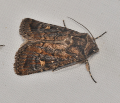 Proteuxoa marginalis