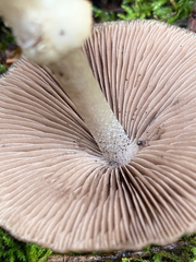 Psathyrella longistriata