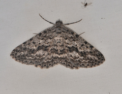 Psilosticha mactaria