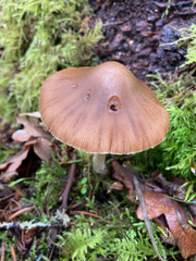 Psathyrella longistriata