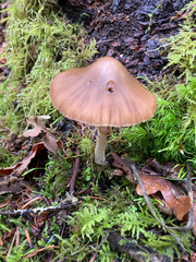 Psathyrella longistriata