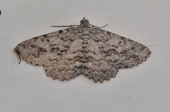 Psilosticha mactaria