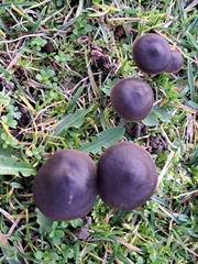 Macrocystidia cucumis