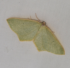 Poecilasthena urarcha