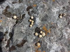 Sylvilagus cunicularius