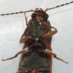Hemicrepidius decoloratus