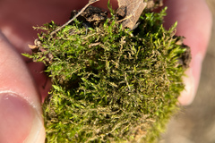Hygroamblystegium varium