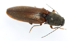Hemicrepidius decoloratus