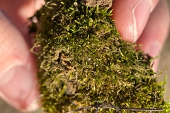 Hygroamblystegium varium