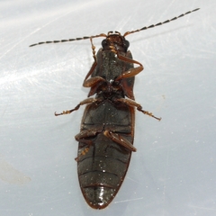 Hemicrepidius decoloratus