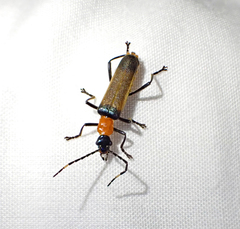 Chauliognathus tricolor