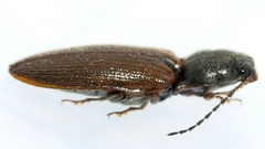 Hemicrepidius decoloratus