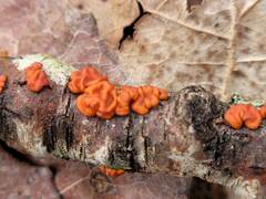 Peniophora rufa