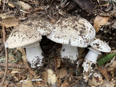 Amanita smithiana