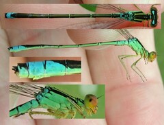 Enallagma antennatum