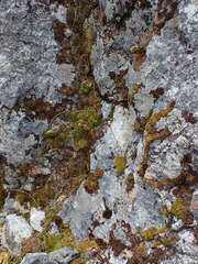 Pannaria hookeri