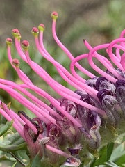 Grevillea acanthifolia