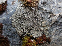Pannaria hookeri