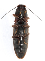 Hemicrepidius decoloratus
